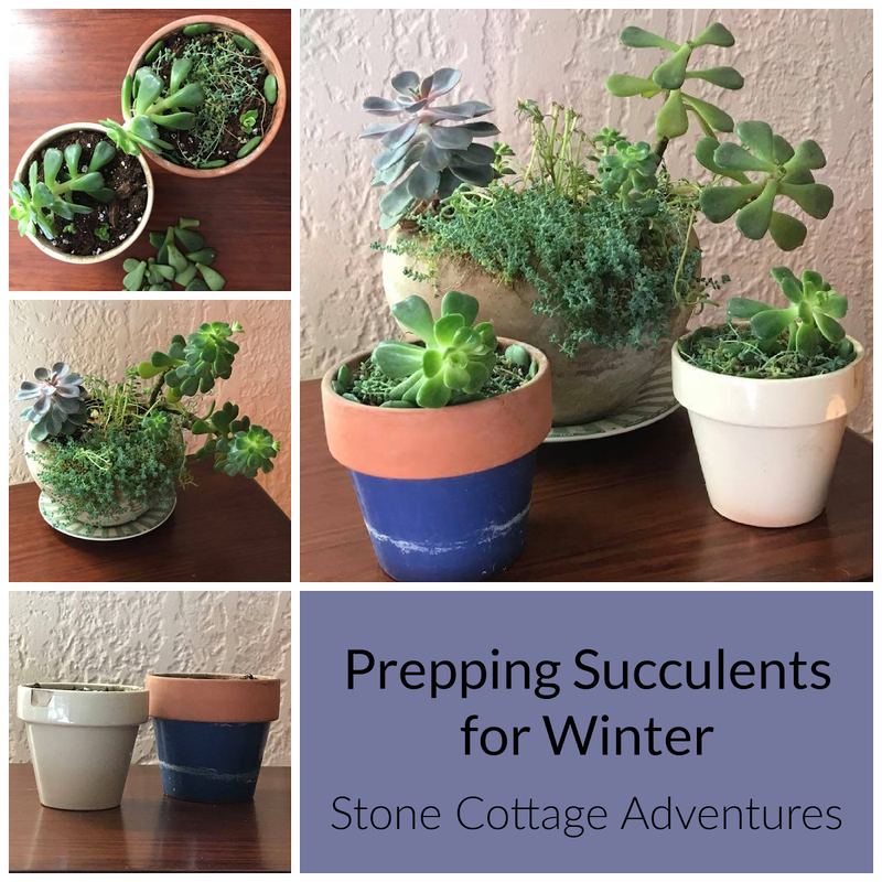 Prepping Succulents for Winter – photo 8