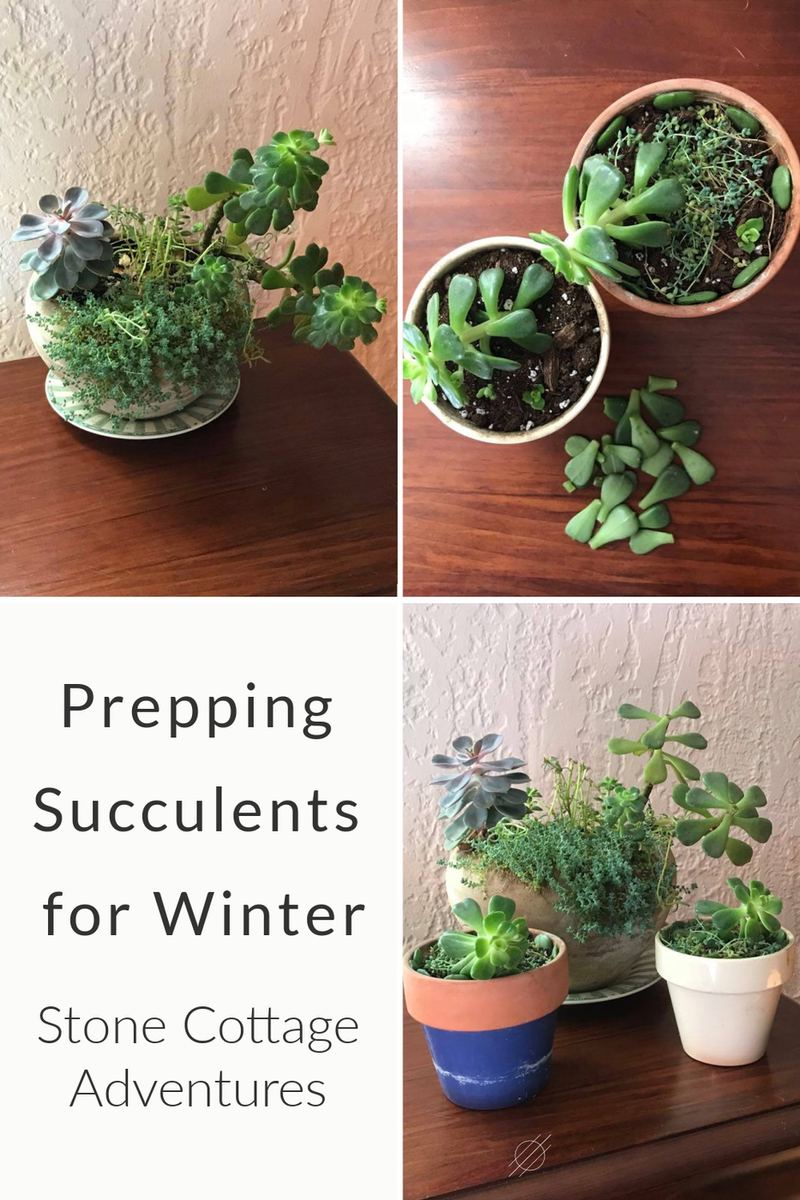 Prepping Succulents for Winter – photo 9