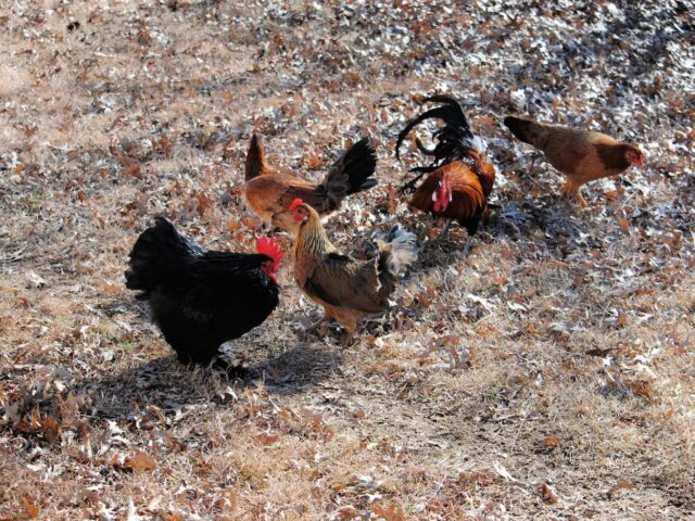 Backyard Flock in Winter