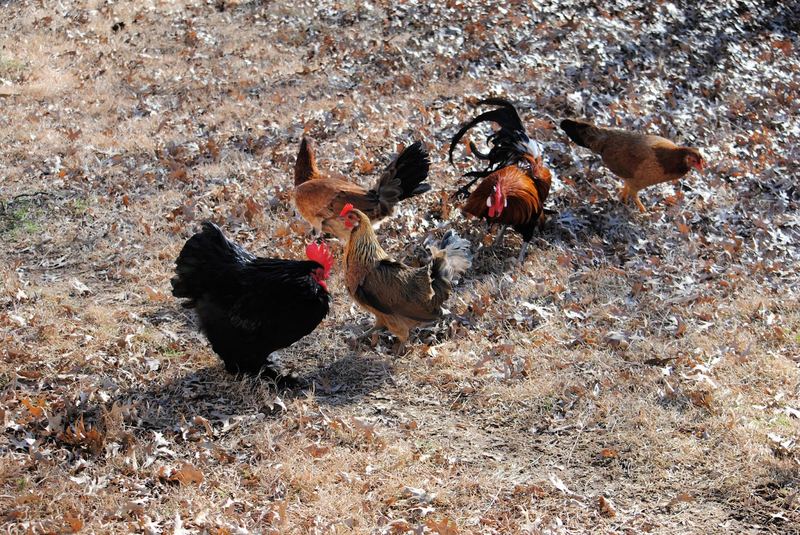 Backyard Flock in Winter – photo 1