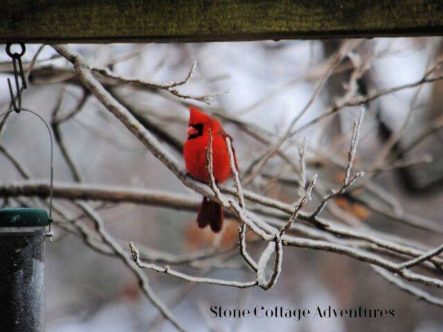 Garden Guest: Male Cardinal on a Windy Day