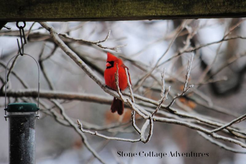 Garden Guest: Male Cardinal on a Windy Day – photo 1