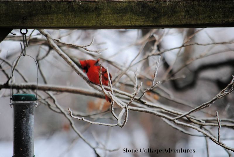 Garden Guest: Male Cardinal on a Windy Day – photo 2