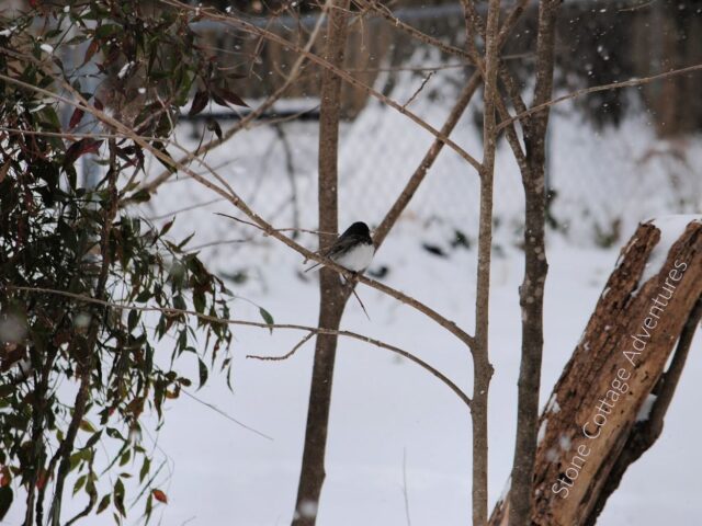 Garden Guest: Snowbird February 2021