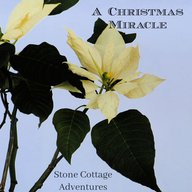 A Christmas Miracle Makeover – photo 1