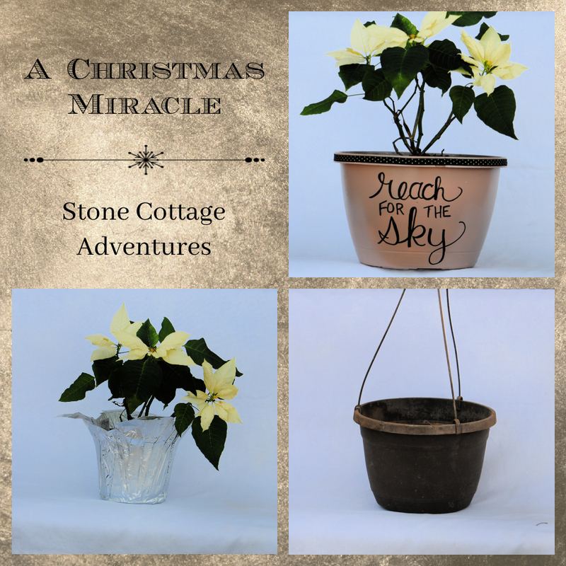 A Christmas Miracle Makeover – photo 8