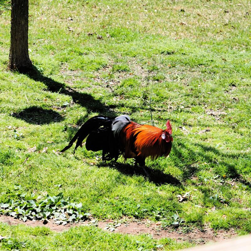 Our Little Garden Flock – photo 1