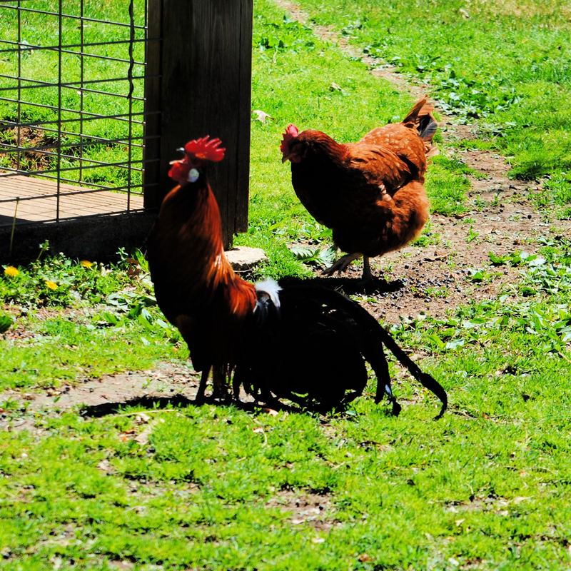 Our Little Garden Flock – photo 3