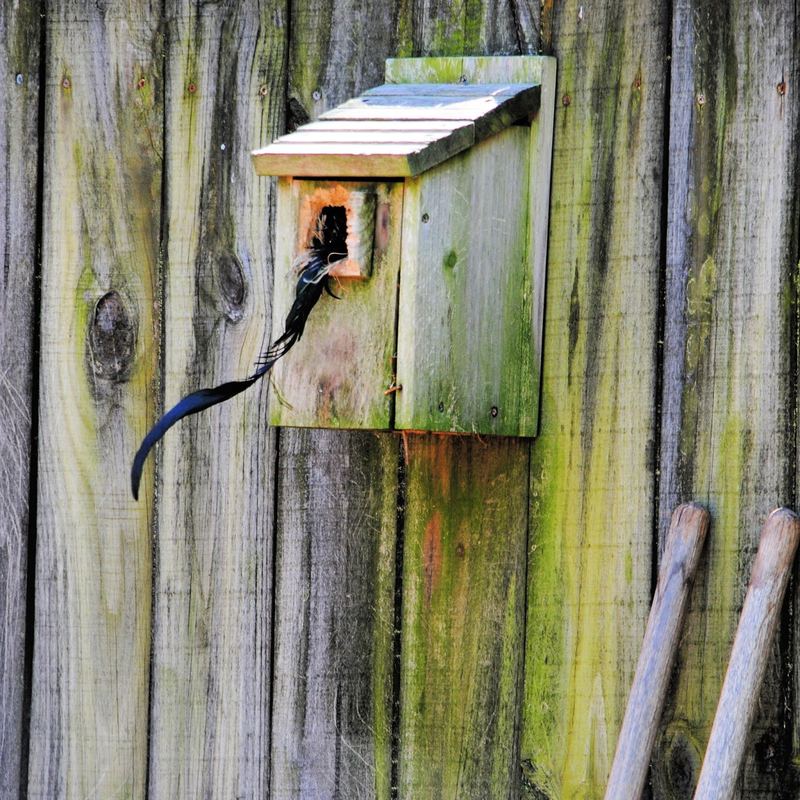 Our Little Garden Flock – photo 4
