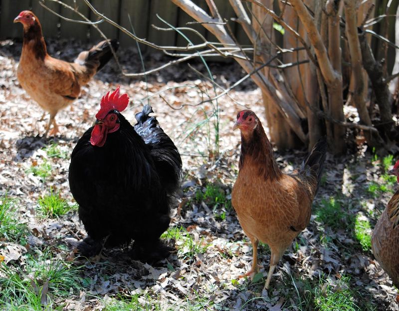 Our Little Garden Flock – photo 5
