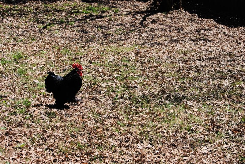 Our Little Garden Flock – photo 6