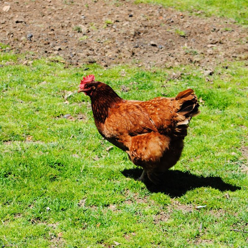 Our Little Garden Flock – photo 7