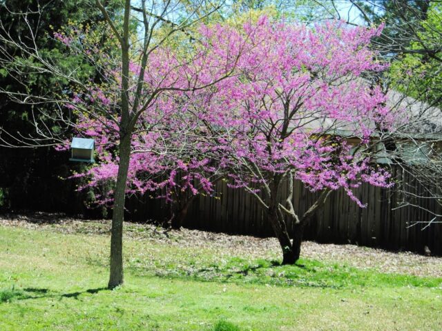 Redbud Trees in Bloom