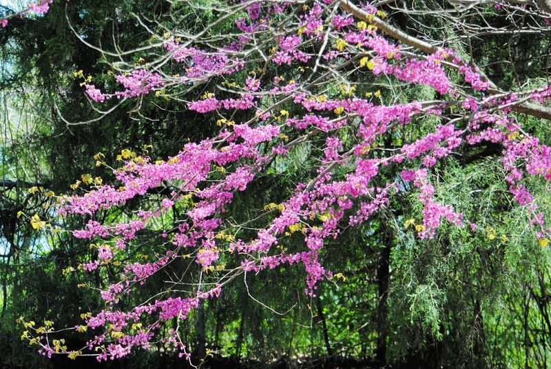 Redbud Trees in Bloom – photo 3