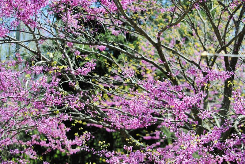 Redbud Trees in Bloom – photo 4