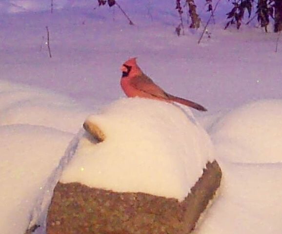 Garden Guest: Cardinals in Snow