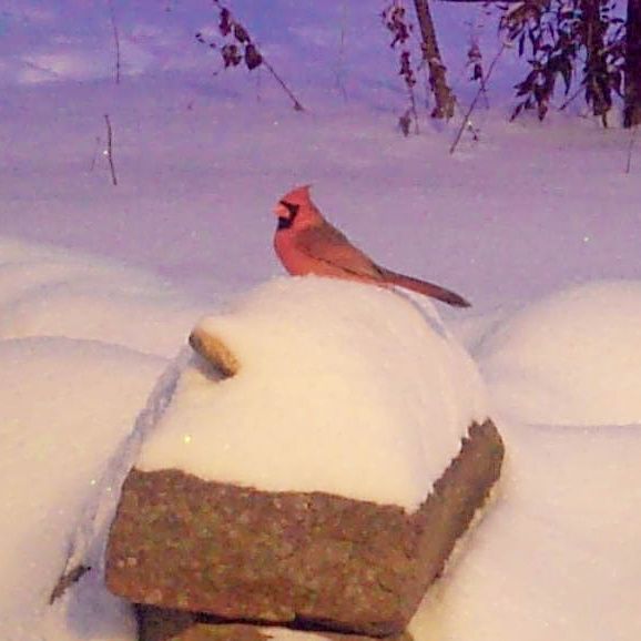 Garden Guest: Cardinals in Snow – photo 1