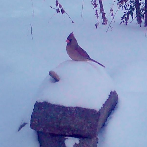 Garden Guest: Cardinals in Snow – photo 2