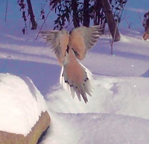 Garden Guest: Turtle Doves in Snow