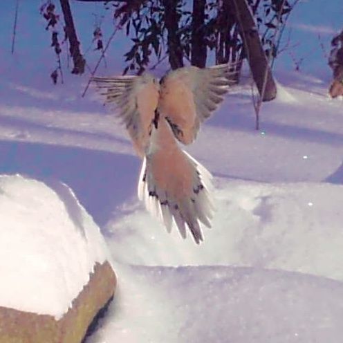 Garden Guest:  Turtle Doves in Snow – photo 1