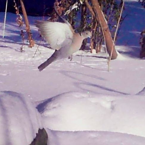 Garden Guest: Turtle Doves in Snow – photo 2
