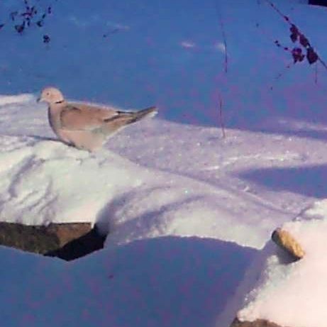 Garden Guest: Turtle Doves in Snow – photo 3