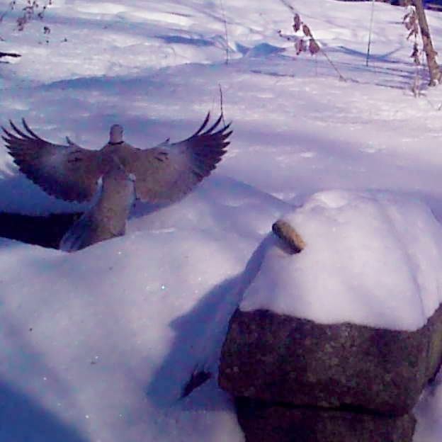 Garden Guest: Turtle Doves in Snow – photo 4