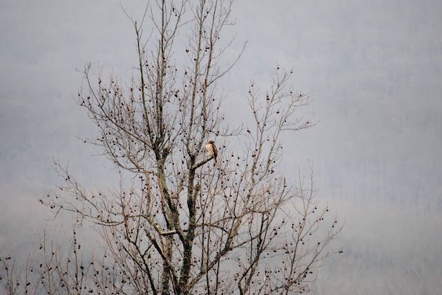 Red-tailed Hawk in Sweetgum Tree