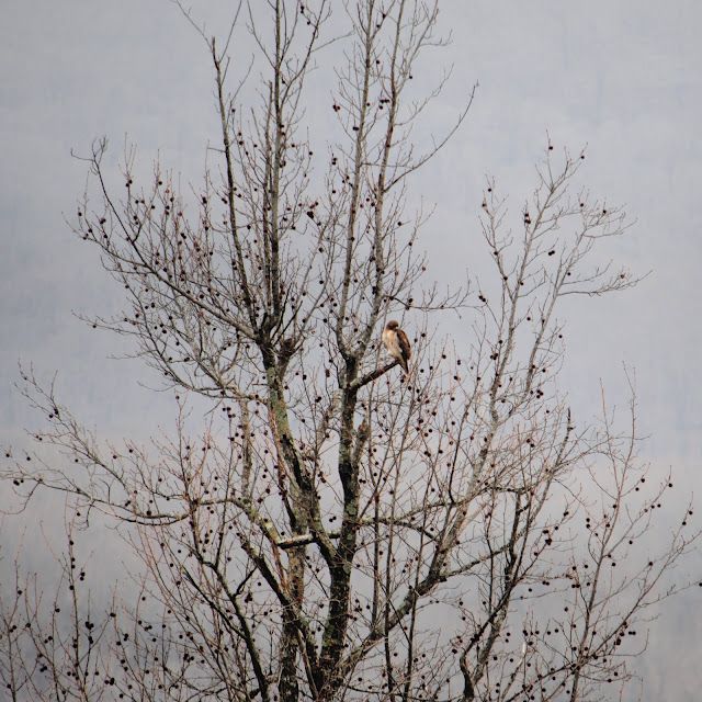 Red-tailed Hawk in Sweetgum Tree – photo 2
