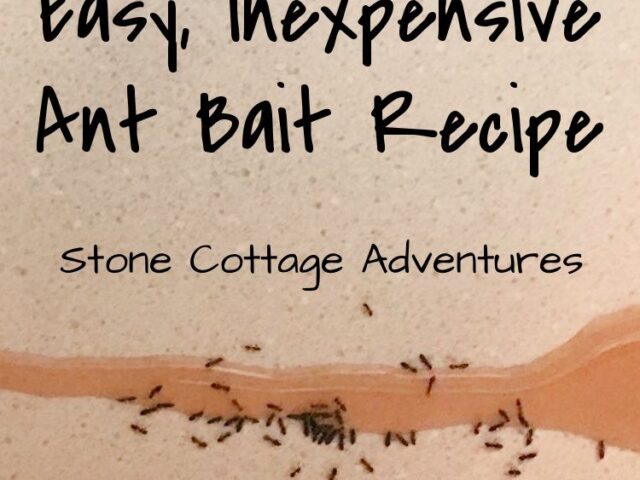 Easy, Inexpensive Ant Bait Recipe
