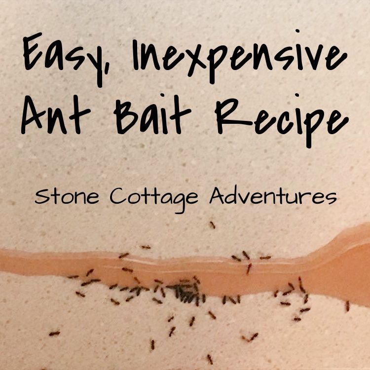 Easy, Inexpensive Ant Bait Recipe β photo 1