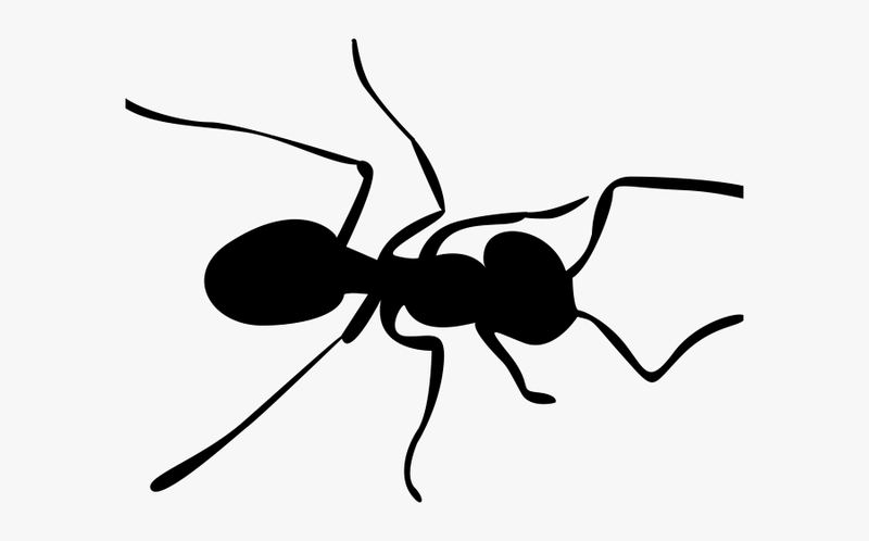 Easy, Inexpensive Ant Bait Recipe β photo 3