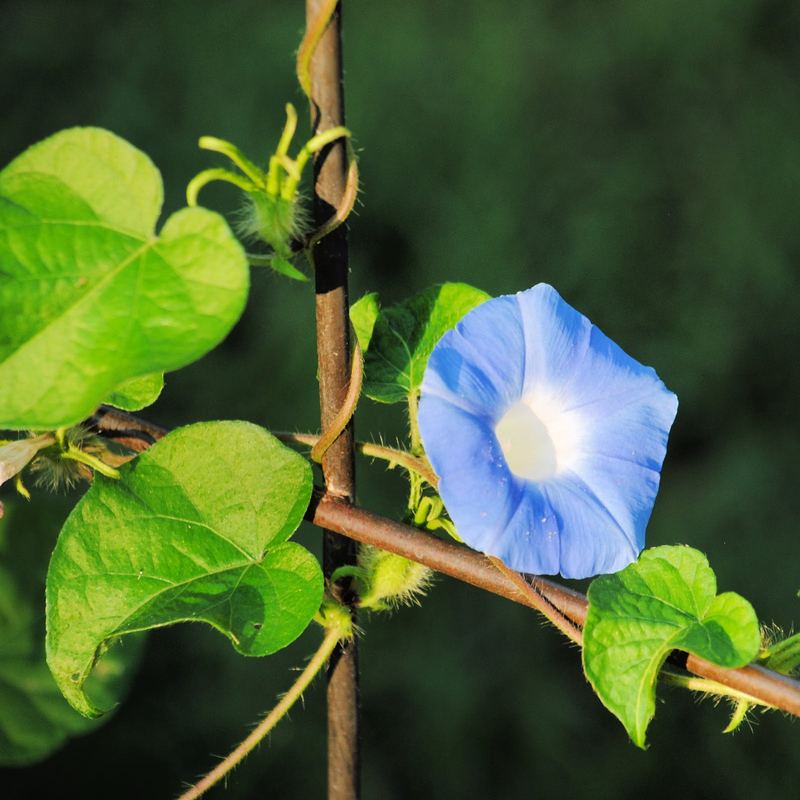 Silent Sunday:  Glorious Morning – photo 1