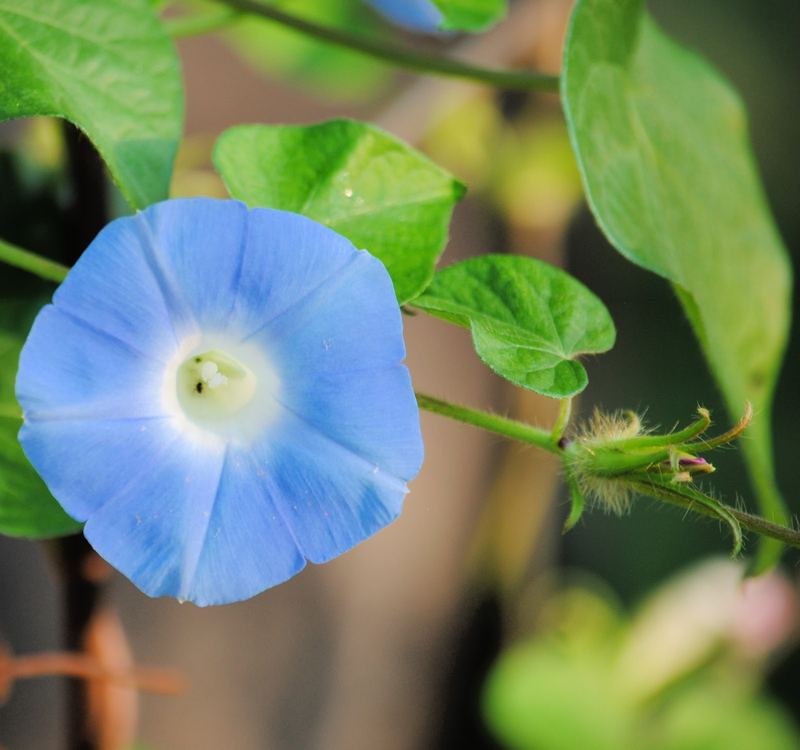 Silent Sunday:  Glorious Morning – photo 3
