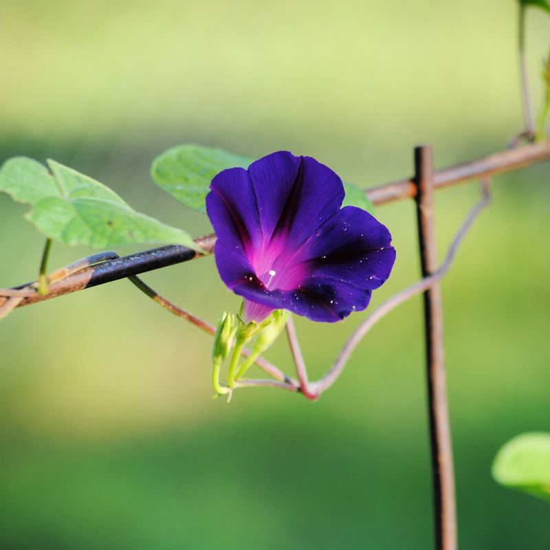 Silent Sunday:  Glorious Morning – photo 5