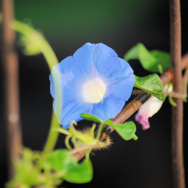 Silent Sunday:  Glorious Morning – photo 6