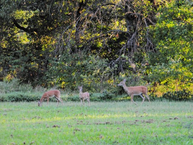 Silent Sunday: Twins