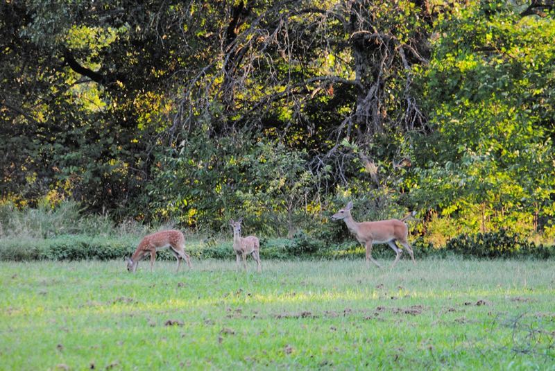 Silent Sunday:  Twins – photo 1