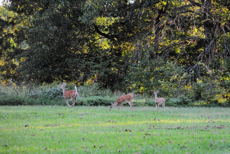 Silent Sunday:  Twins – photo 3
