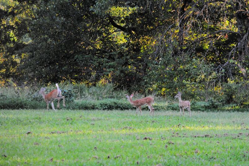 Silent Sunday:  Twins – photo 4