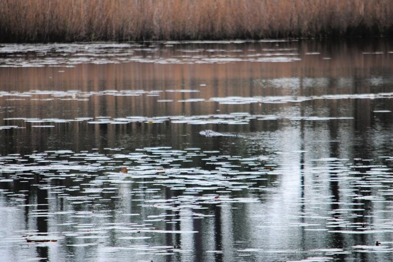 Alabama Alligator – photo 1