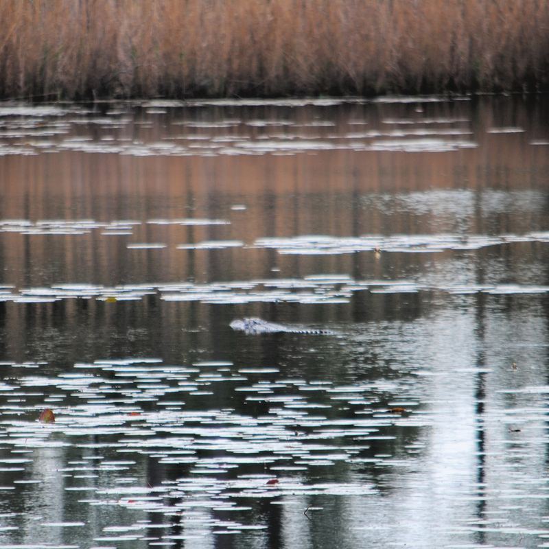 Alabama Alligator – photo 3
