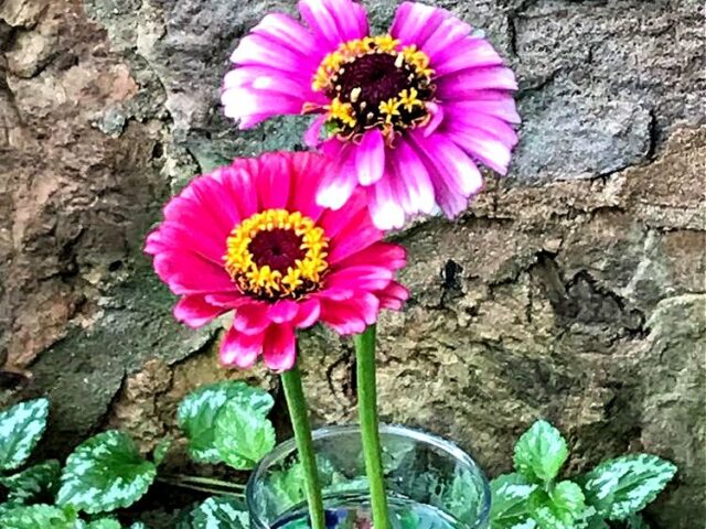 Zinnia Arrangements so far 2023