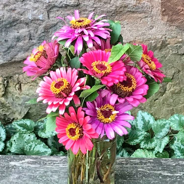 Another Zinnia Bouquet * Silent Sunday – photo 3