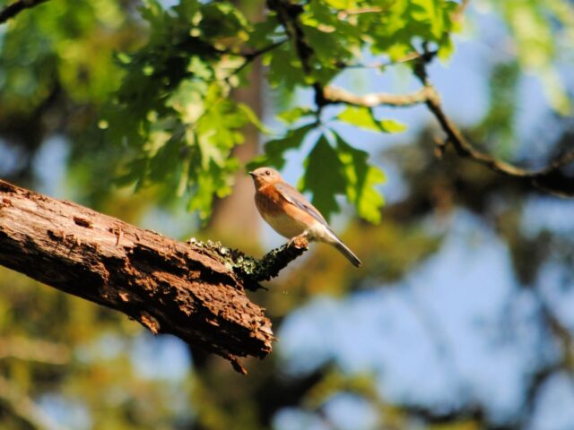 Eastern Bluebirds at Lake Leatherwood