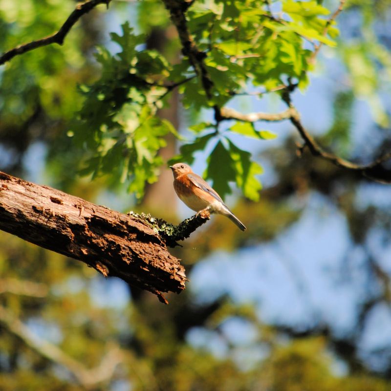 Eastern Bluebirds at Lake Leatherwood – photo 1
