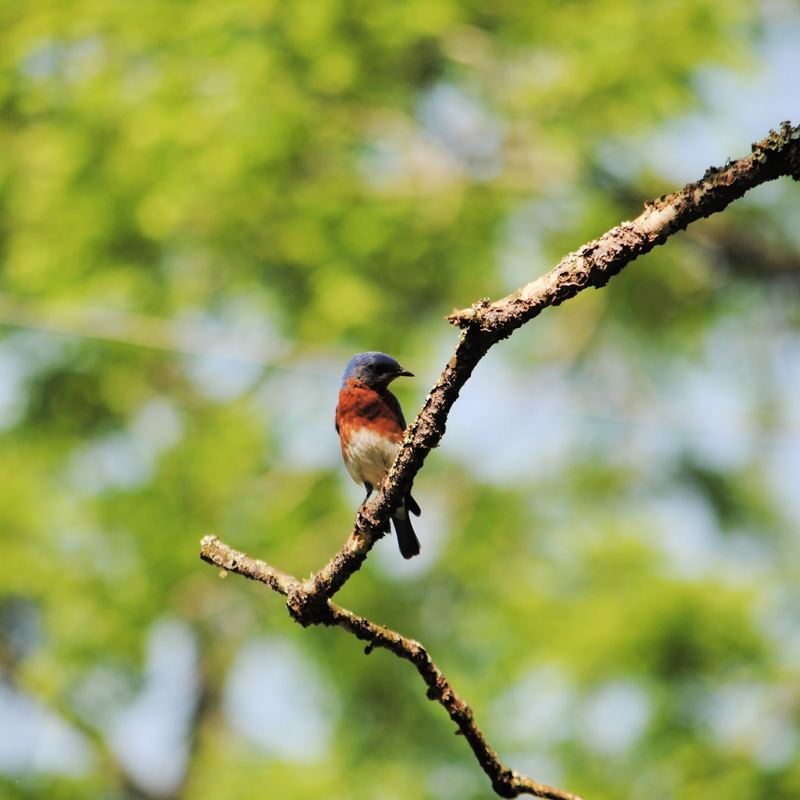 Eastern Bluebirds at Lake Leatherwood – photo 2