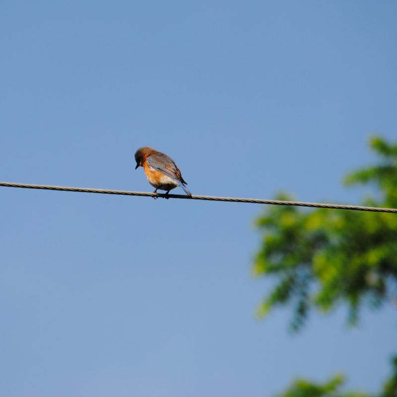 Eastern Bluebirds at Lake Leatherwood – photo 3