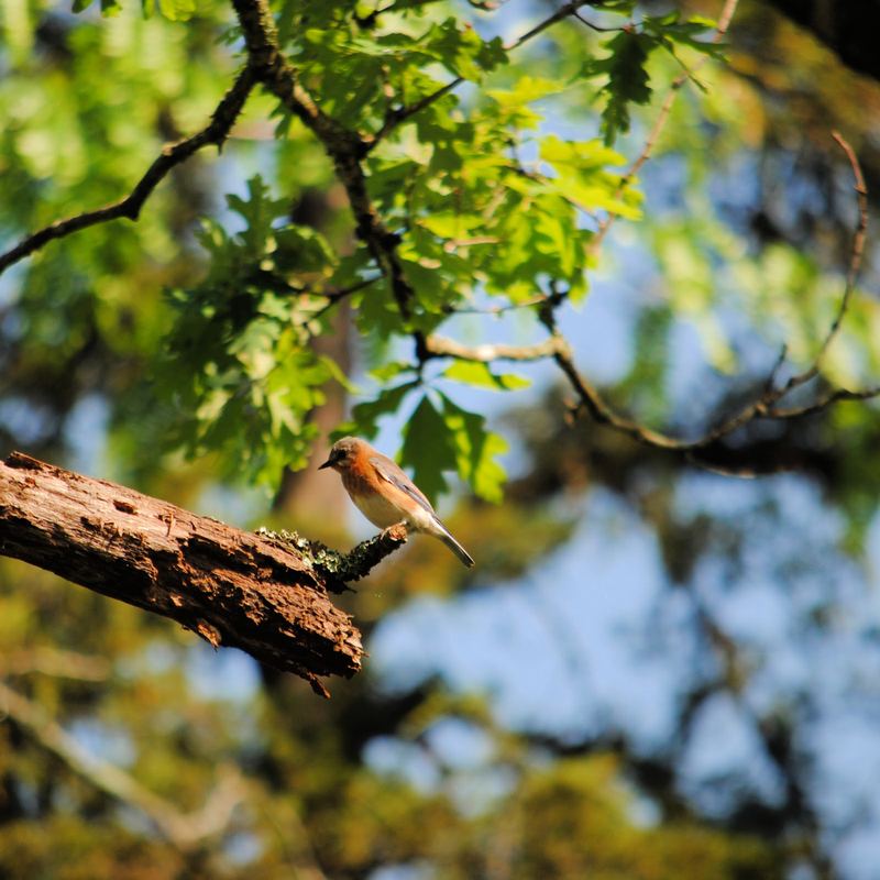 Eastern Bluebirds at Lake Leatherwood – photo 4