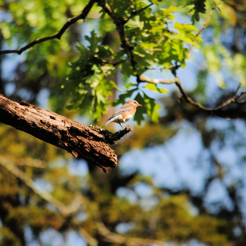 Eastern Bluebirds at Lake Leatherwood – photo 5